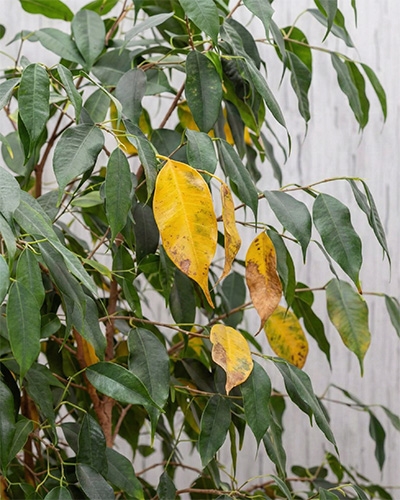 Feuilles de ficus jaunissantes et tachées, signe de stress ou de maladie courante en intérieur.